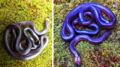 Video: तळकोकणाच्या जैवविविधतेची आणखी एक पाकळी उमलली! वेंगुर्ल्यात अतिदुर्मिळ पोवळा सापाचे दर्शन