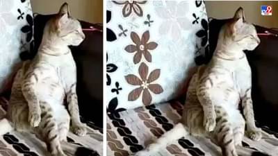 Video: शास्रीय संगीताचा आनंद लुटणारी मांजर पाहिलीय, कुमार विश्वास यांनी शेअर केलेला हा व्हिडीओ पाहा!