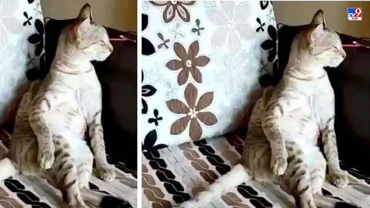 Video: शास्रीय संगीताचा आनंद लुटणारी मांजर पाहिलीय, कुमार विश्वास यांनी शेअर केलेला हा व्हिडीओ पाहा!