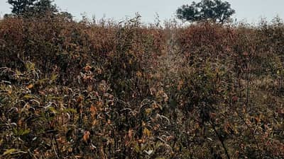 Kharif Season : तुरीवर मर तर कपाशीवर लाल्या रोगाचा प्रादुर्भाव, असे करा व्यवस्थापन तरच पडेल पिक पदरात !