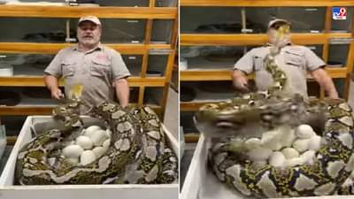 Video: पिलांच्या रक्षणासाठी आई काय करते पाहा, मादा अजगराचा व्हिडीओ तुफान व्हायरल!