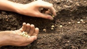 Seed Production : जे शासनाला जमलं नाही ते कृषी सहायकाने करुन दाखवंल अन् सोयाबीनच्या बाबतीत गाव स्वयंपूर्ण झालं