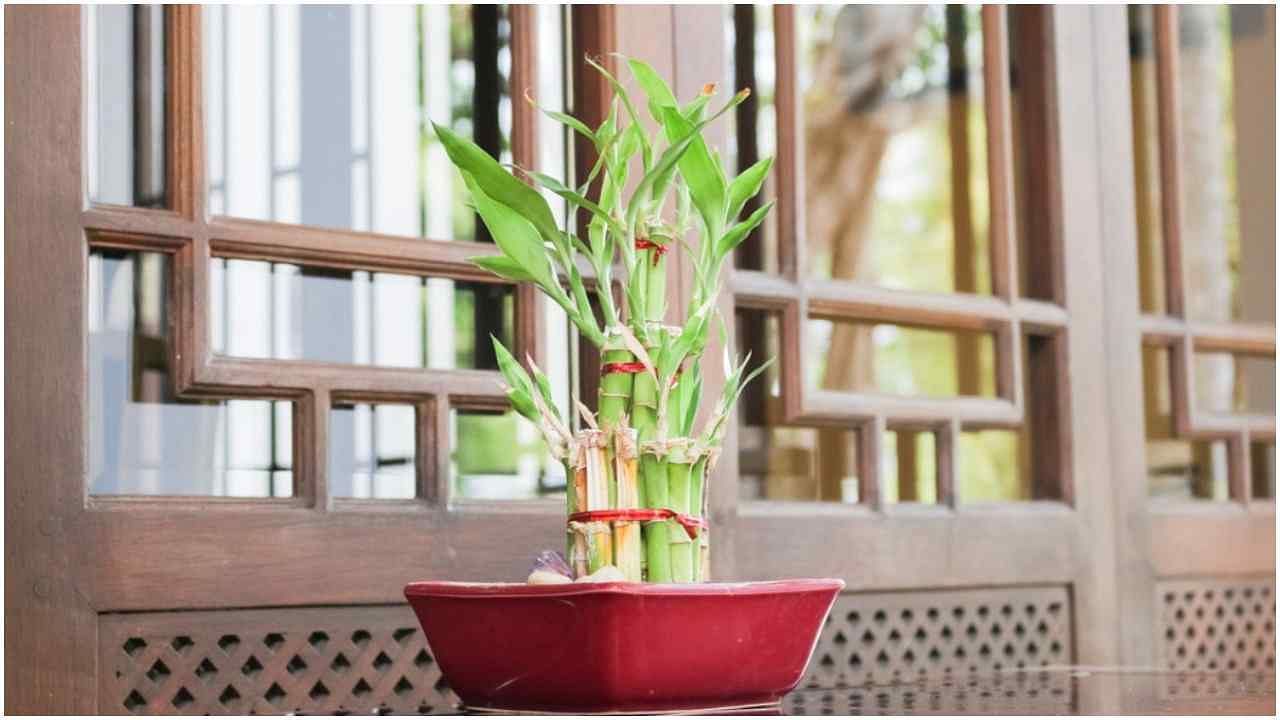 बांबू प्लांट- वास्तूनुसार बांबूच्या रोपामुळे तुमच्या घरात सुख, सौभाग्य, शांती आणि संपत्ती येते. ते तुमच्या घराच्या किंवा ऑफिसच्या डेस्कवर ठेवता येते. भेट म्हणून द्यायची ही एक शुभ वनस्पती मानली जाते.