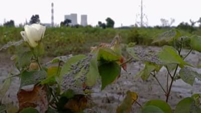 Special story हे राम, जगायचं कसं? सारं काही दूषित!