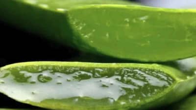 लठ्ठपणाची समस्या आहे? मग कोरफडीचे नियमित सेवन करा; जाणून घ्या इतरही अनेक फायदे