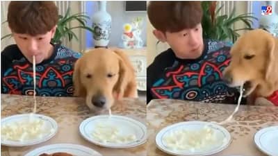 Video: न्यूडल्स खाण्याच्या स्पर्धेत कुत्र्याने मालकाला हरवलं, कुत्र्याच्या हुशारीचं नेटकऱ्यांकडून कौतुक