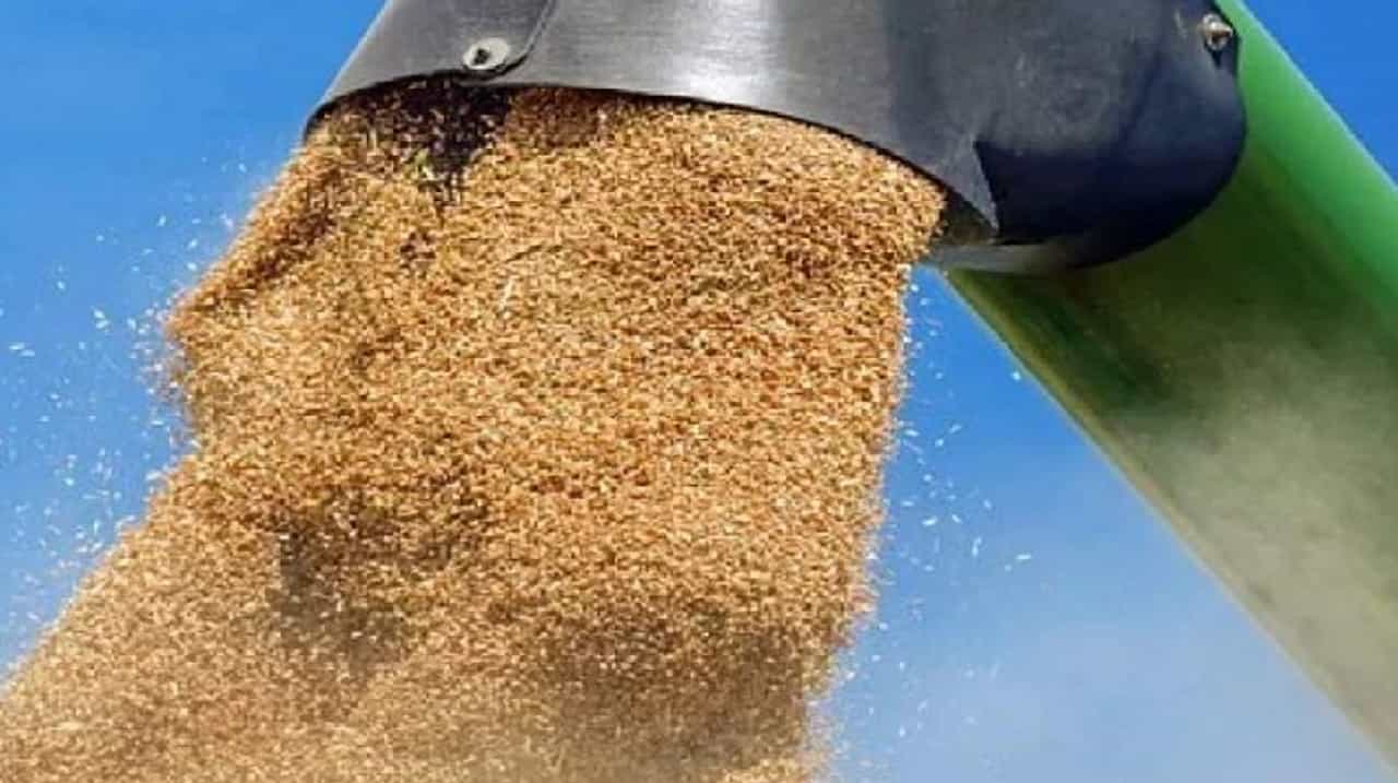 भारत देशातील गहू स्वस्त अन् मस्तही, जागतिक बाजारपेठेतही घेतली जातेय दखल
