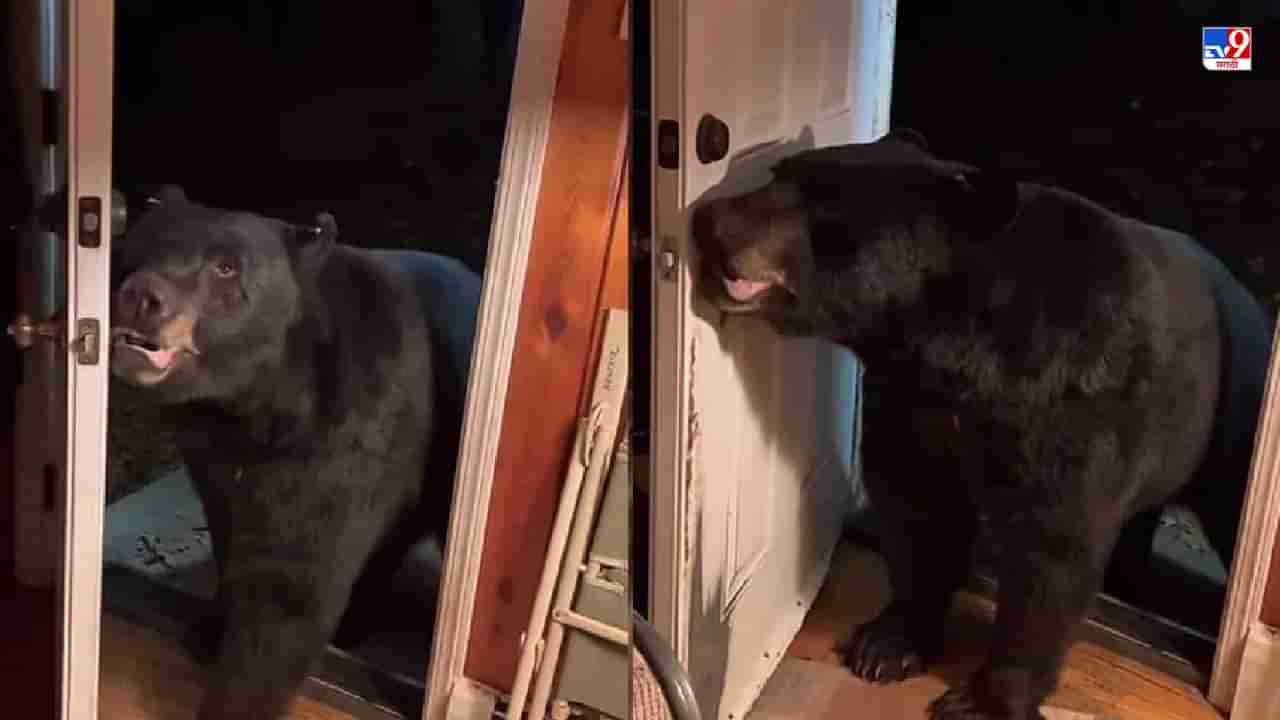 Video: अस्वलाला महिला म्हणाली, मित्रा, दरवाजा बंद कर, त्यानंतर जे घडलं त्याने नेटकरी हैराण!