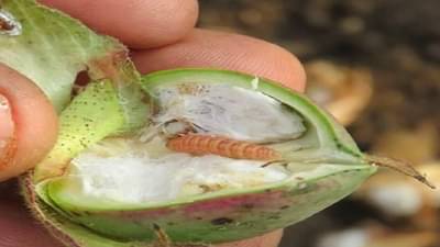 कापसाला नव्हे तर बोंडअळीला पोषक वातावरण, शेतकऱ्यांकडे आता एकच पर्याय