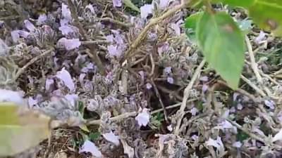 16 वर्षानंतर महाबळेश्वरात बहरली सुपुष्पा वनस्पती, संवर्धनाच्या अनुशंगाने दोन पॉईंट पर्यटकांसाठी बंद