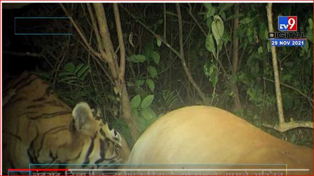 चंदगड तिलारी कन्झर्वेशन रिझर्व्ह झोनमध्ये वाघाचे दर्शन, शिकारीवर ताव मारणारा वाघ कॅमेऱ्यात कैद