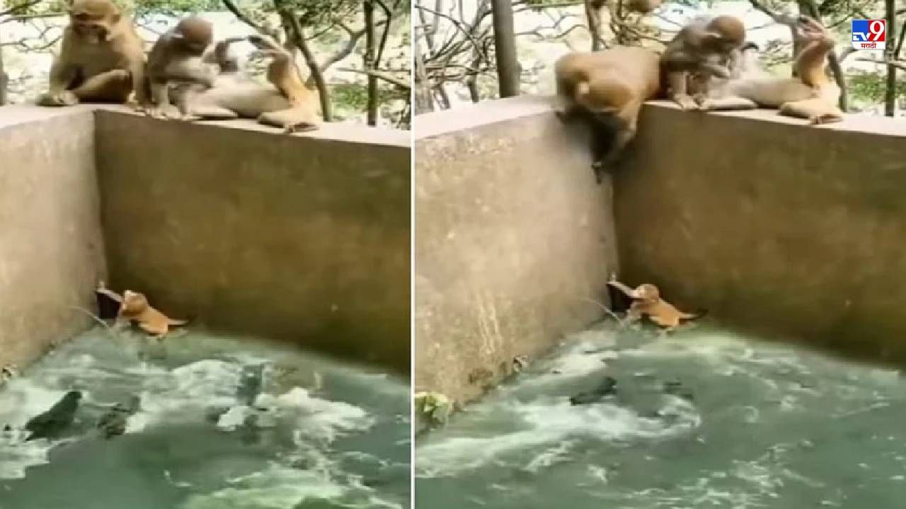 Video: मगरींनी भरलेल्या हौदात माकडाचं पिल्लू पडलं, मगरी पिल्लाला खाणार, तितक्यात...पाहा धक्कादायक व्हिडीओ!