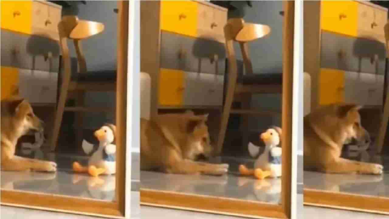 Video | खेळण्यासोबत कुत्र्याच्या गोडगोड गप्पा, भन्नाट व्हिडीओ व्हायरल