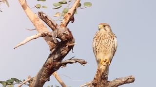 कोरोनाच्या नव्या विषाणूला रोखण्यासाठी उपयोजना करा; उपमहापौर हिराबाई घुले यांची आयुक्तांना सूचना