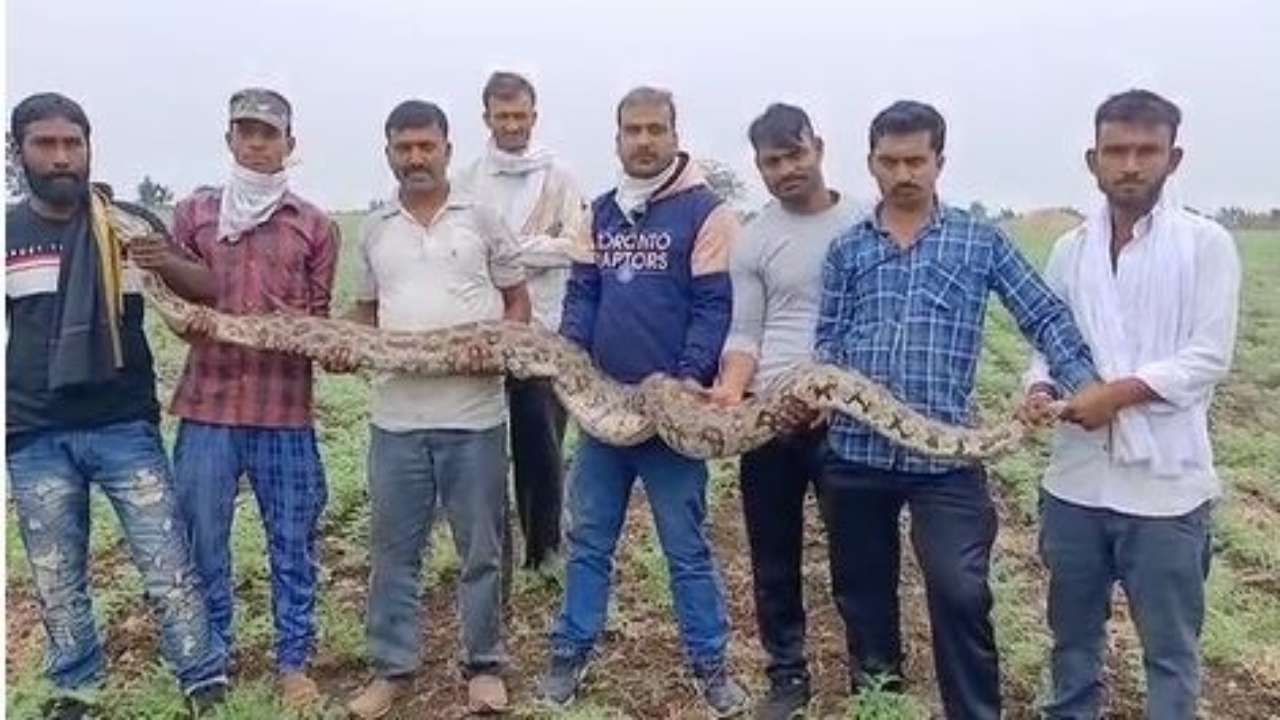 Buldhana Python Rescue