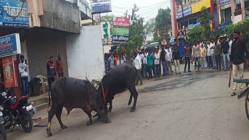 Video | भररस्त्यात रेड्यांची टक्कर ! मग काय बघ्यांची गर्दी अन् वाहतूकीचे तीन तेरा