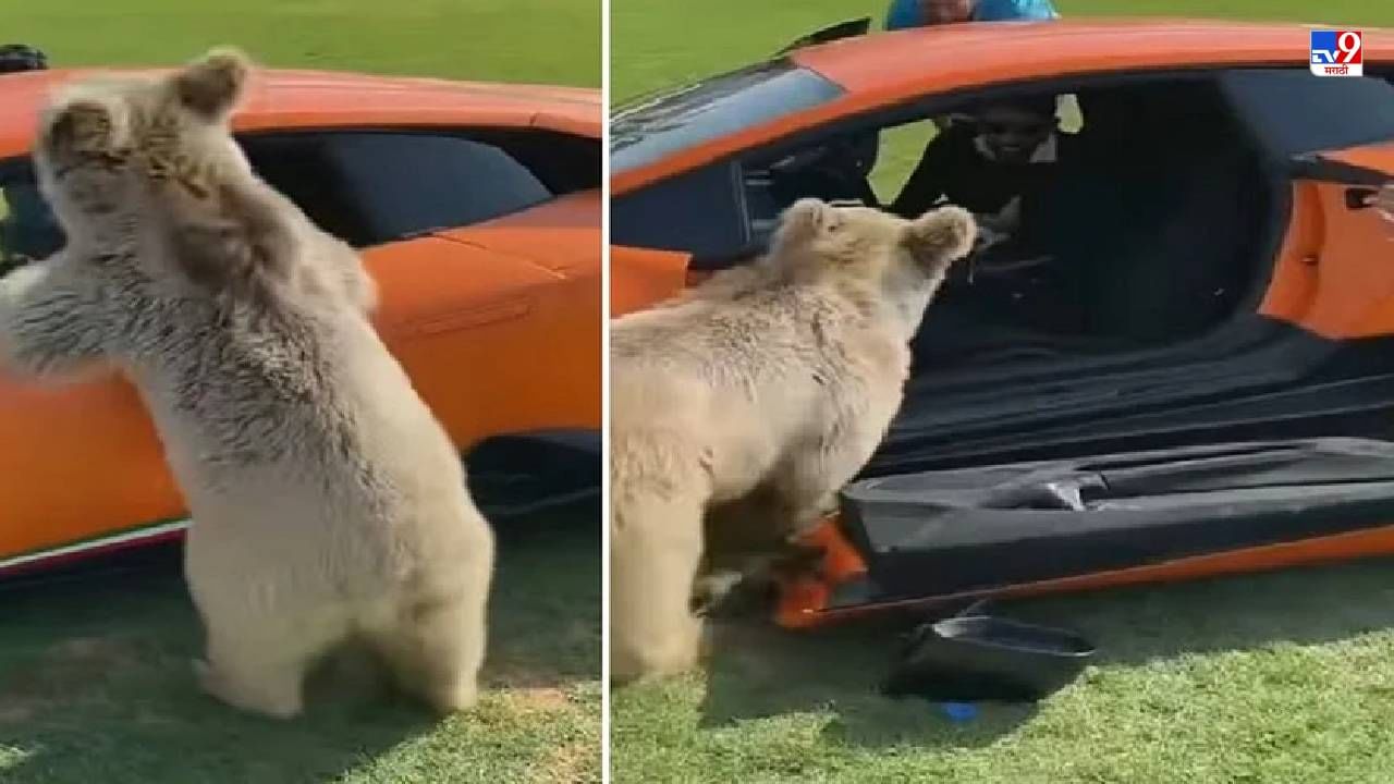 Video: अस्वल लाडात आलं, मालकामागे गाडी शिरण्याचा प्रयत्न केला, आणि त्यानंतर जे झालं, त्याचा चांगलाच भुर्दंड!