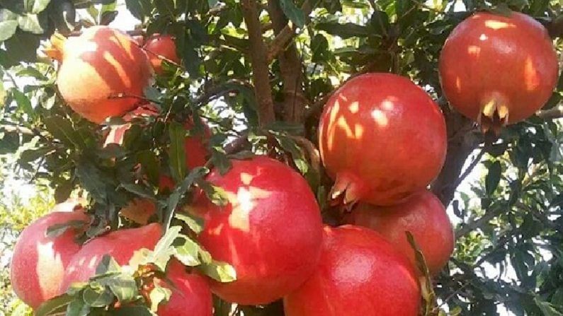 Pomegranate : खोडकिडीचा परिणाम थेट डाळिंब निर्यातीवर, किडीमुळे उत्पादनात घट नाही तर बागाच नष्ट, वाचा सविस्तर