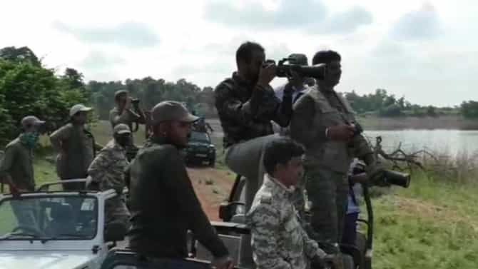 Tadoba tiger | सरत्या वर्षाने घेतला देशात 126 वाघांचा बळी; ताडोबात वाघोबाला पाहण्यासाठी पर्यटकांची गर्दी