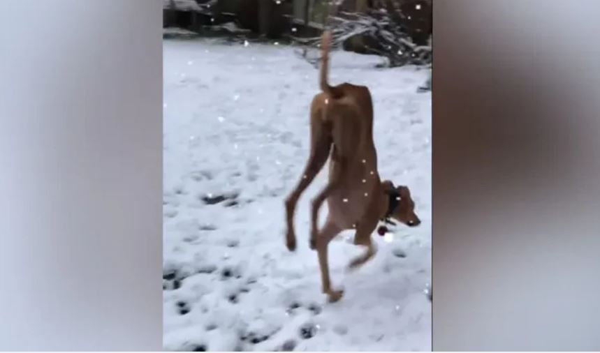 Video : बर्फोत पुढच्या दोन पायावर चालणारा हा कुत्रा पाहा, भन्नाट व्हिडिओ व्हायरल