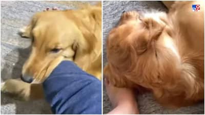 मालकीणीचा पाय फ्रॅक्चर, कुत्र्याने रात्र मालकीणीच्या पायाजवळ काढली, निष्ठावान कशाला म्हणतात पाहा Video