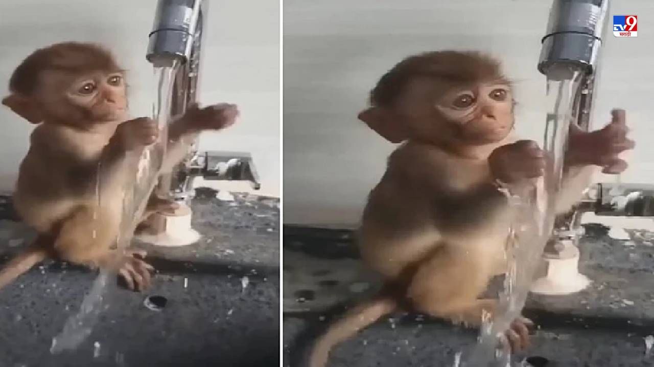 Video: चिमुरड्या माकडाकडून वाहतं पाणी पकडण्याचा प्रयत्न, लोक म्हणाले, याचासारखा क्युट प्रसंग नाही!