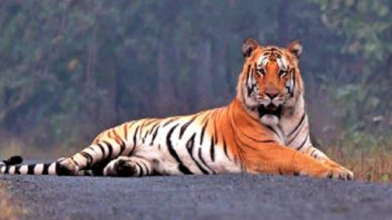 Nagpur tiger अवयव शाबूत, हाडे मोडलेली : उमरेडमध्ये का झाला असेल वाघाचा मृत्यू?