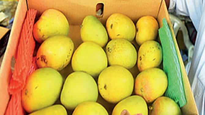 कोरोनामुळे महागला मालावी हापूसचा गोडवा, रत्नगिरीतला हापूस कसा झाला मालावी?