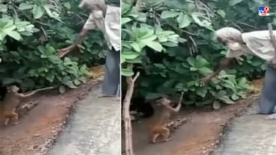 Video: माकडाने आजोबांना केली अशी मदत, लोक पाहून म्हणाले, माणसा परीस माकडं बरी!