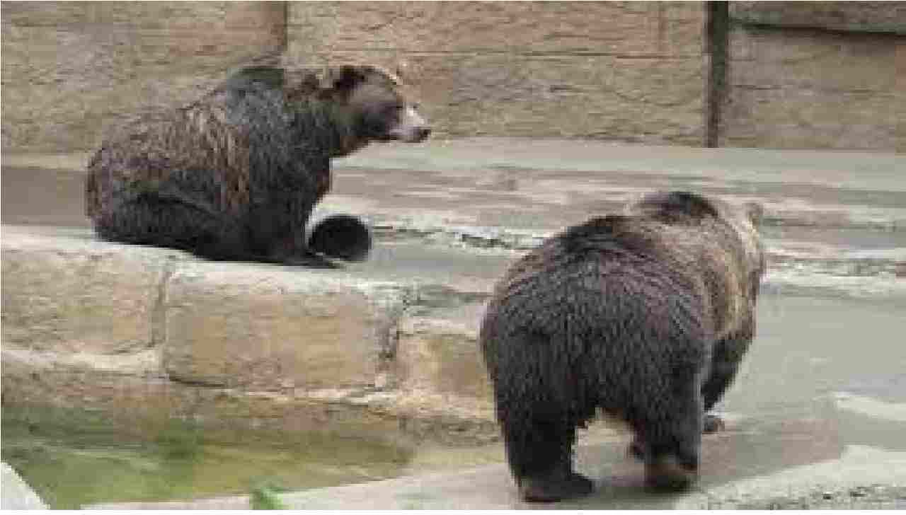 Aurangabad: सिद्धार्थ गार्डनमध्ये 25 वर्षानंतर येणार अस्वलांची जोडी, हेमलकसा येथून नव्या पाहुण्यांची प्रतीक्षा!