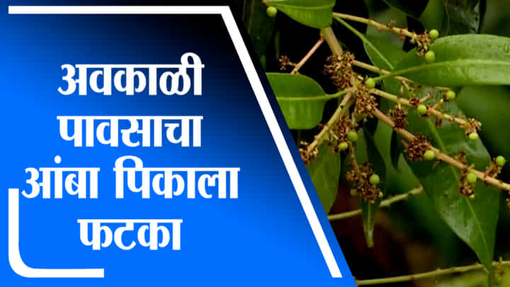 Ratnagiri | अवकाळी पावसाचा आंबा पिकाला मोठा फटका, मोहर गेले गळून Ratnagiri | अवकाळी पावसाचा आंबा पिकाला मोठा फटका, मोहर गेले गळून