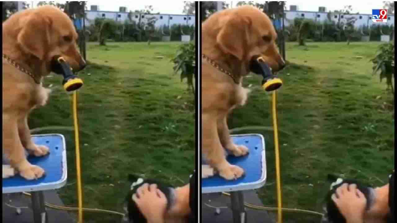 Video: मालकाने चेहऱ्याला साबण लावला, आणि कुत्र्याने पाणी बंद केलं, पाहा कुत्र्याच्या हुशारीचा भन्नाट व्हिडीओ!