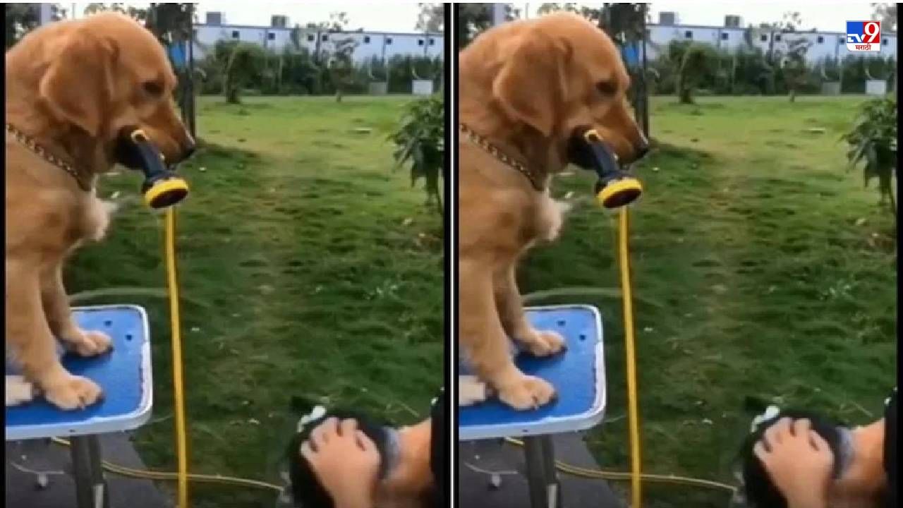 Video: मालकाने चेहऱ्याला साबण लावला, आणि कुत्र्याने पाणी बंद केलं, पाहा कुत्र्याच्या हुशारीचा भन्नाट व्हिडीओ!