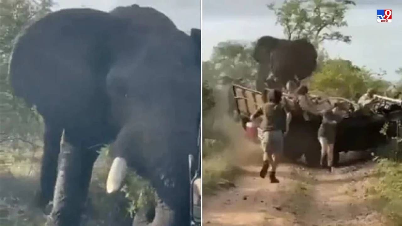 Viral Video: पर्यटकांच्या गाडीवर हत्तींचा हल्ला, गाडी उलटवली आणि त्यानंतर जे झालं, त्याने अंगावर शहारे येतील!