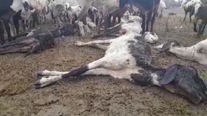 ह्रदय पिळवटून टाकणारं चित्रं, महाराष्ट्रातला गारठा मुक्या प्राण्यांच्या जीवावर, कोकरांच्याही शेवटच्या घटका ह्रदय पिळवटून टाकणारं चित्रं, महाराष्ट्रातला गारठा मुक्या प्राण्यांच्या जीवावर, कोकरांच्याही शेवटच्या घटका