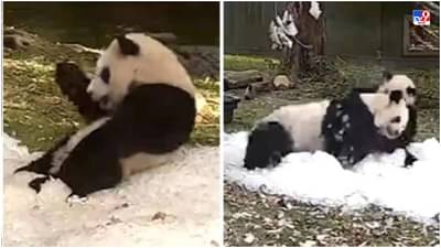 Viral: बर्फावर दोन पांडांची मस्ती, व्हिडीओ पाहून नेटकऱ्यांना आठवलं त्यांचं बालपण!