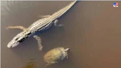 Video: पाण्यात कासव आणि मगरीचं हात मिळवून हाय-हॅलो, नेटकरी म्हणाले, असा व्हिडीओ आधी पाहिला नाही