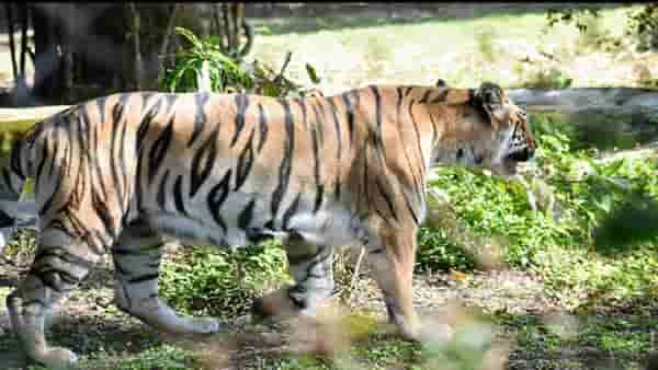 Nagpur Tiger महाराजबागेतील प्राण्यांची विशेष काळजी, थंडीपासून बचावासाठी हिटरची ऊब