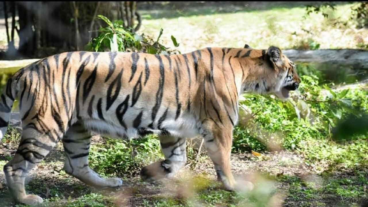 Nagpur Tiger महाराजबागेतील प्राण्यांची विशेष काळजी, थंडीपासून बचावासाठी हिटरची ऊब