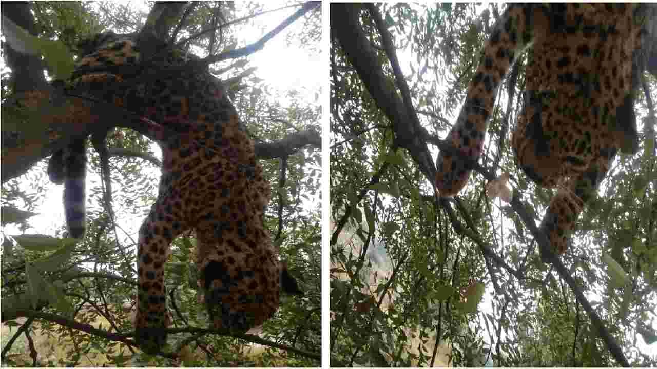 Leopard: शिकारीसाठी झाडावर चढलेल्या बिबट्याचा फांदीत अडकून मृत्यू, औरंगाबादच्या आमदाबाद शिवारातील घटना