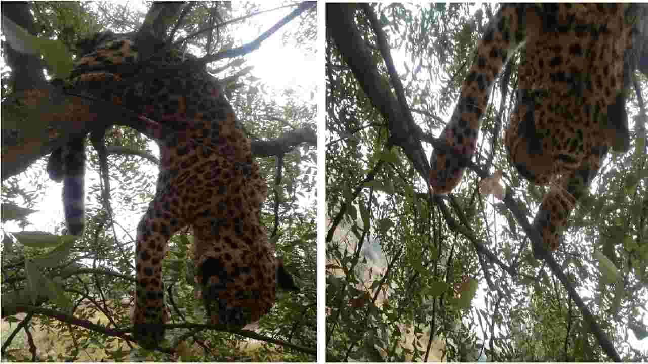 Leopard: शिकारीसाठी झाडावर चढलेल्या बिबट्याचा फांदीत अडकून मृत्यू, औरंगाबादच्या आमदाबाद शिवारातील घटना Leopard: शिकारीसाठी झाडावर चढलेल्या बिबट्याचा फांदीत अडकून मृत्यू, औरंगाबादच्या आमदाबाद शिवारातील घटना