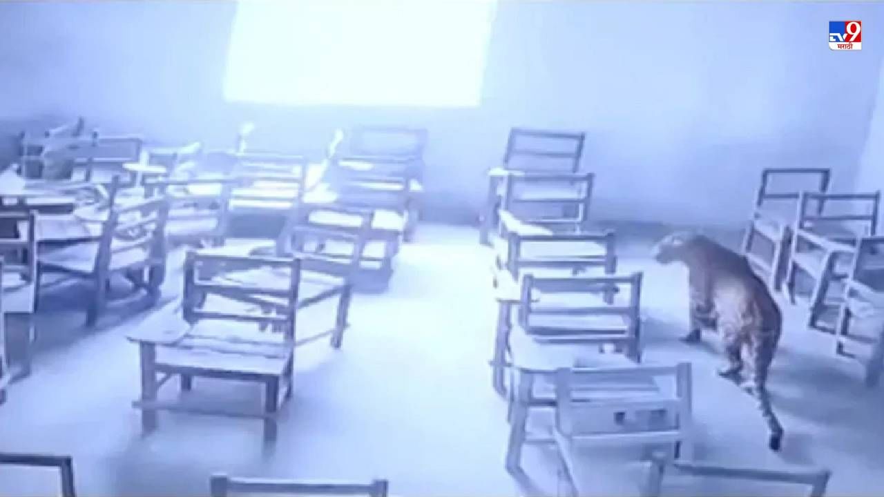 Video: बिबट्या शाळेच्या वर्गात शिरला, आणि त्यानंतर काय घडलं, पाहा हादरवणारा व्हिडीओ!