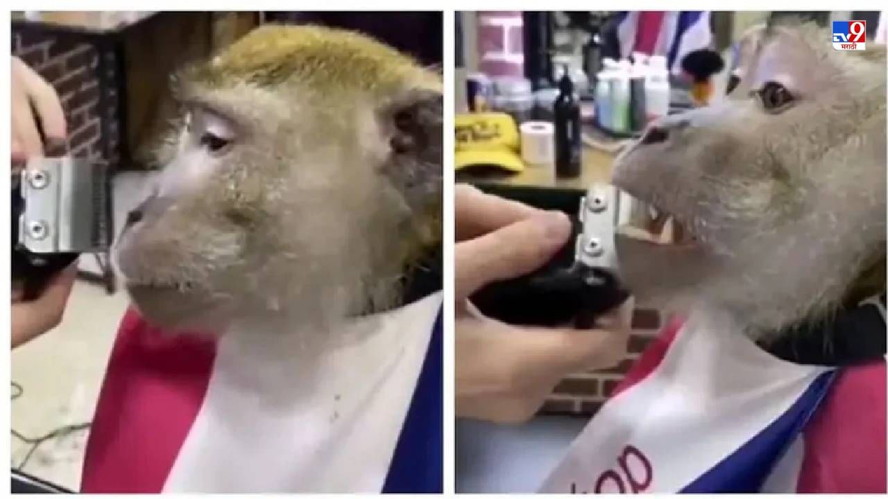 Video: सलूनमध्ये आरामात बसून दाढी करणारं माकडं, लोक म्हणाले, भावाचं, आज लग्नय वाटतं!