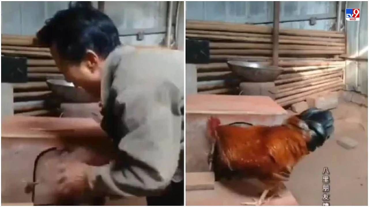 Video: मालकाने कोंबडीला पिंजऱ्यात डांबलं, त्यानंतर कोंबड्याने असं काही केलं की, नेटकरी कोंबड्याच्या प्रेमात पडले!