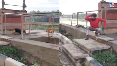 Video: कुत्रे पकडणारी गाडी आली, पळा..पळा.., कुत्र्यांच्या भन्नाट व्हिडीओ इंटरनेटवर व्हायरल, लोक पोट धरुन हसले!