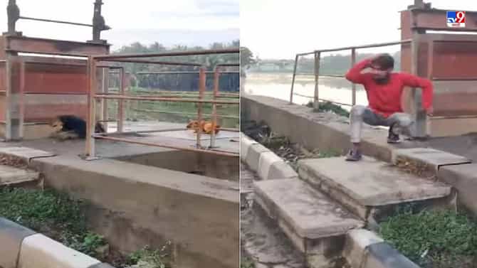 Video: कुत्रे पकडणारी गाडी आली, पळा..पळा.., कुत्र्यांच्या भन्नाट व्हिडीओ इंटरनेटवर व्हायरल, लोक पोट धरुन हसले!