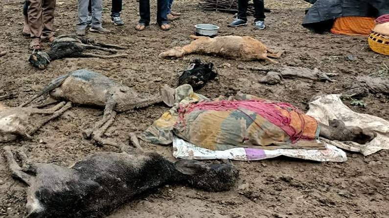 गारठा बेतला हजारो मेंढ्यांच्या जीवावर, उघड्यावर संसार असलेल्या मेंढपाळाच्या अडचणीत भर गारठा बेतला हजारो मेंढ्यांच्या जीवावर, उघड्यावर संसार असलेल्या मेंढपाळाच्या अडचणीत भर