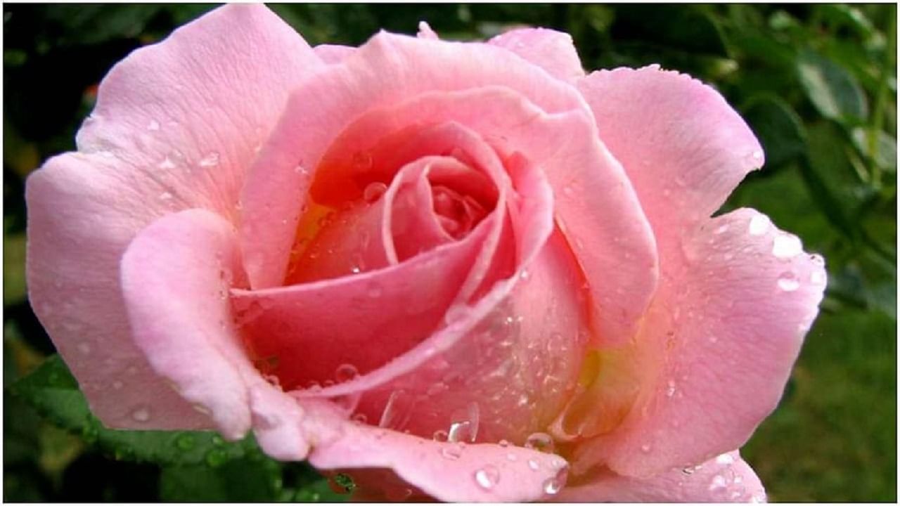 शुक्र देवाला पांढरा आणी गुलाबी रंग सर्वात प्रिय आहे. त्यामुळे या दिवशी या रंगाचे कपडे , फुल, परिधान करणे नेहमी फायद्याचे ठरते.  शुक्रवारी सफेद रंगाच्या गोष्टी म्हणजेच दुध. दही, मिठाई यांसारख्या गोष्टी तुम्ही दान करु शकता. 