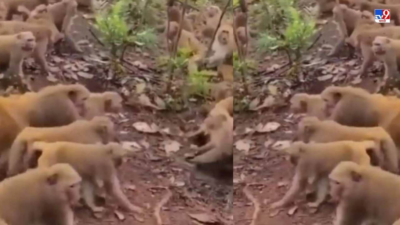 Video: माकडांचं टोळीयुद्ध पाहिलंय, जे पाहिल्यानंतर तुम्ही म्हणाल, हे खरंच आपलेच पूर्वज आहेत!