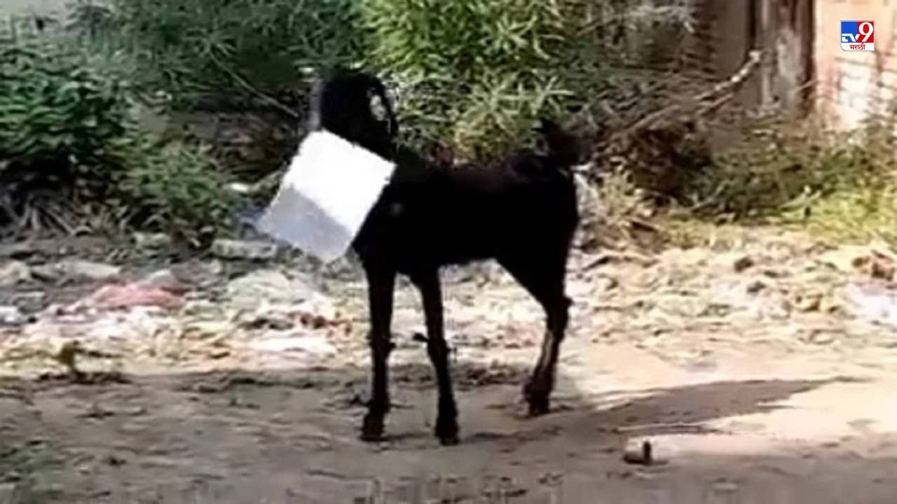 Video: सरकारी फाईल तोंडात घेऊन बकरी पसार, सरकारी बाबूवर बकरीमागे धावण्याची वेळ, पाहा भन्नाट व्हिडीओ!